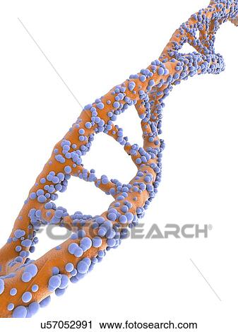 DNA molecule, artwork View Large Illustration Clip Art - DNA molecule, artwork. Fotosearch