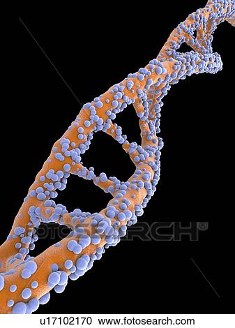 Clipart - DNA molecule, artwork. Fotosearch