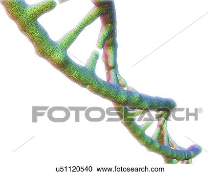 DNA molecule, artwork View Large Illustration Clipart - DNA molecule, artwork. Fotosearch