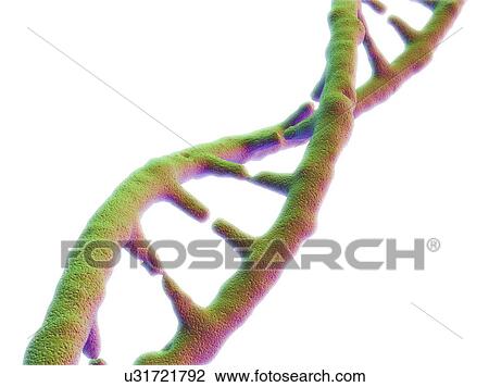 DNA molecule, artwork View Large Illustration Drawing - DNA molecule, artwork. Fotosearch