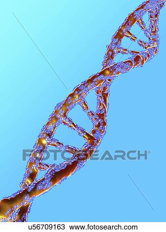 Drawing - DNA molecule, artwork. Fotosearch