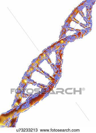 DNA molecule, artwork View Large Illustration Drawing - DNA molecule, artwork. Fotosearch