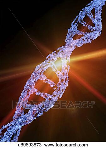 Drawing - DNA molecule, artwork. Fotosearch