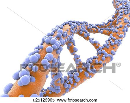 Stock Illustration - DNA molecule, artwork. Fotosearch