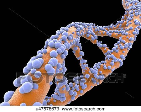 Stock Illustration - DNA molecule, artwork. Fotosearch