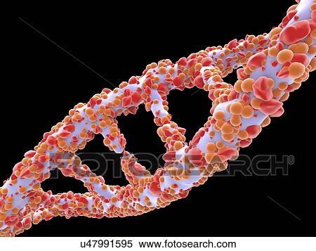 DNA molecule, artwork View Large Illustration Stock Illustration - DNA molecule, artwork. Fotosearch