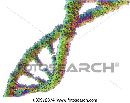 DNA molecule, artwork View Large Illustration Stock Illustration - DNA molecule, artwork. Fotosearch