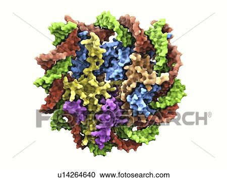 DNA nucleosome, molecular model View Large Illustration Clipart - DNA nucleosome, molecular model. Fotosearch