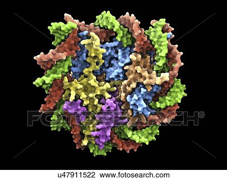 Drawing - DNA nucleosome, molecular model. Fotosearch