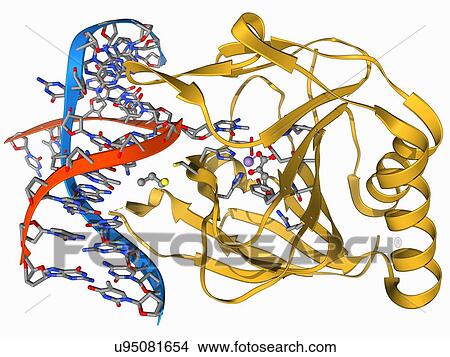 Dna repair enzymes list