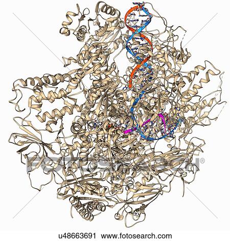 Clip Art - DNA transcription, molecular model. Fotosearch