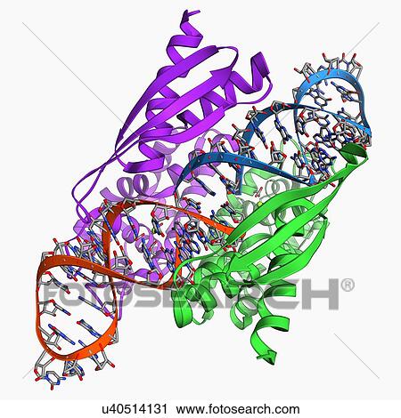 Double-stranded RNA-ribonuclease III View Large Illustration Clip Art - Double-stranded RNA-ribonuclease III. Fotosearch