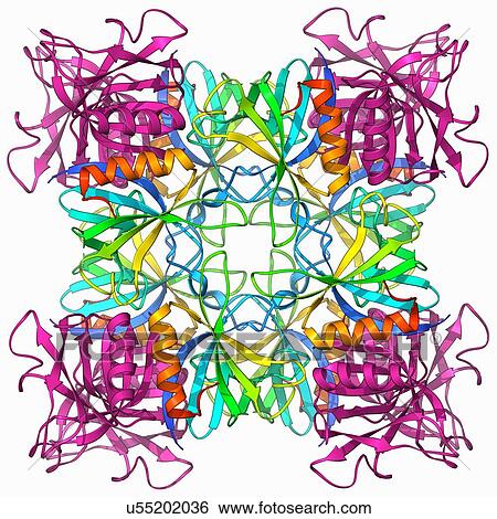 Dynamin enzyme, molecular model View Large Illustration Stock Illustration - Dynamin enzyme, molecular model. Fotosearch