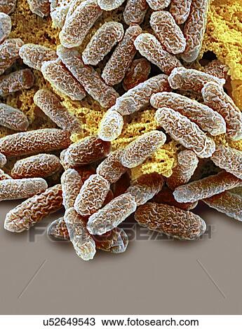 Drawing - E coli bacteria, SEM. Fotosearch