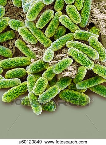 E coli bacteria, SEM View Large Illustration Stock Illustration - E coli bacteria, SEM. Fotosearch