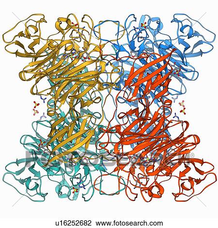 Drawing - E coli virulence factor molecule. Fotosearch