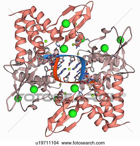 Stock Illustration - Ebola viral protein 35 and RNA. Fotosearch