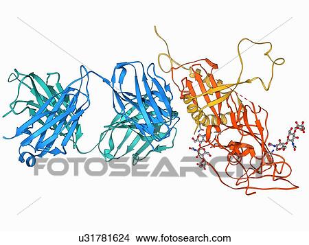 Stock Illustration - Ebola virus glycoprotein and antibody. Fotosearch