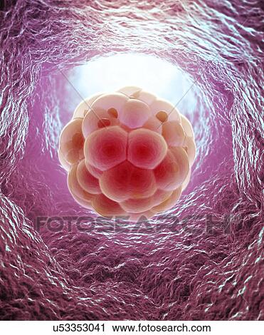 Embryo, artwork View Large Illustration Clip Art - Embryo, artwork. Fotosearch