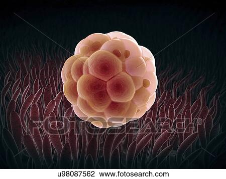 Drawing - Embryo, artwork. Fotosearch