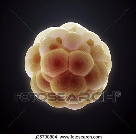 Embryo, artwork View Large Illustration Stock Illustration - Embryo, artwork. Fotosearch