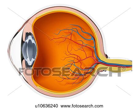 Clipart - Eye anatomy, artwork. Fotosearch