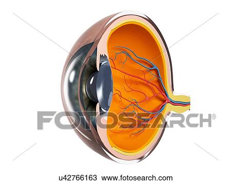 Eye anatomy, artwork View Large Illustration Drawing - Eye anatomy, artwork. Fotosearch