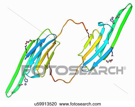 Eye lens protein molecule View Large Illustration Clipart - Eye lens protein molecule. Fotosearch
