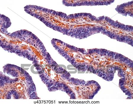 Clip Art - Fallopian tube, light micrograph. Fotosearch