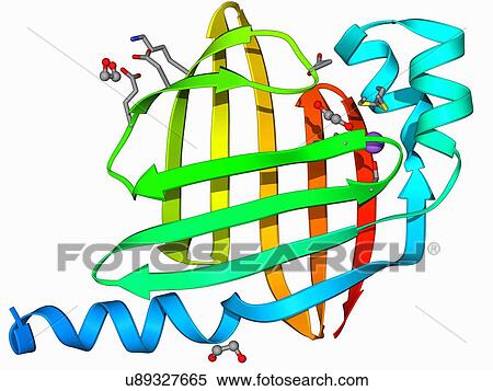 Stock Illustration - Fatty acid binding protein 9 molecule. Fotosearch
