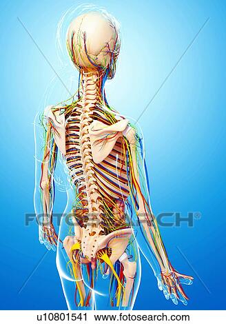 Clip Art - Female anatomy, artwork. Fotosearch