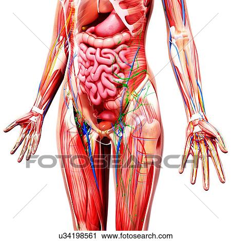 Female anatomy, artwork View Large Illustration Clip Art - Female anatomy, artwork. Fotosearch