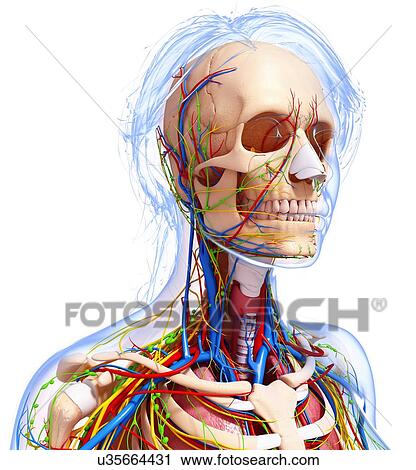 Female anatomy, artwork View Large Illustration Clip Art - Female anatomy, artwork. Fotosearch