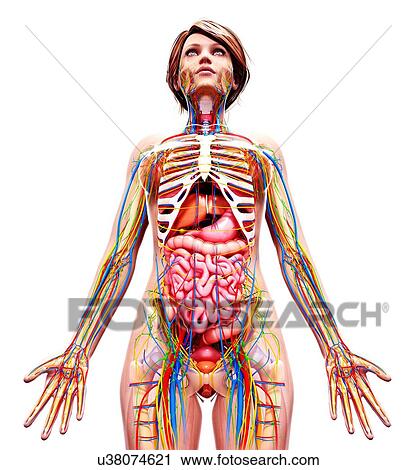 Female anatomy, artwork View Large Illustration Clip Art - Female anatomy, artwork. Fotosearch