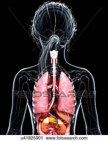 Clip Art - Female anatomy, artwork. Fotosearch