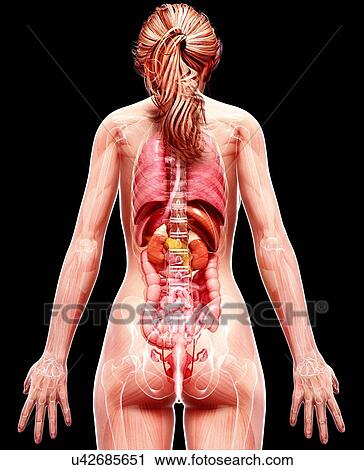 Clip Art - Female anatomy, artwork. Fotosearch