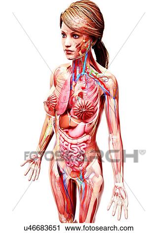 Clip Art - Female anatomy, artwork. Fotosearch