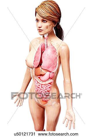 Female anatomy, artwork View Large Illustration Clip Art - Female anatomy, artwork. Fotosearch