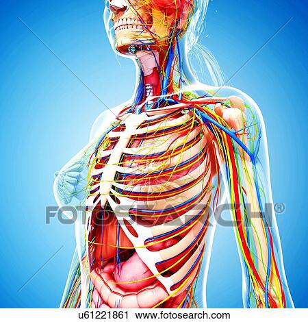 Female anatomy, artwork View Large Illustration Clip Art - Female anatomy, artwork. Fotosearch