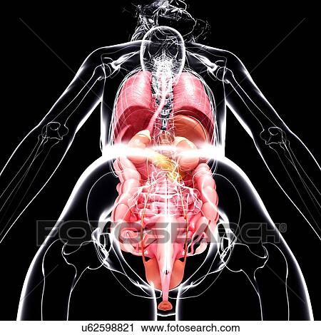 Clip Art - Female anatomy, artwork. Fotosearch