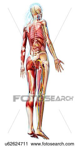 Clip Art - Female anatomy, artwork. Fotosearch