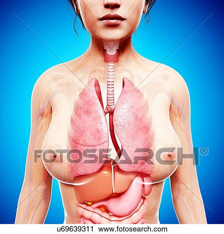 Clip Art - Female anatomy, artwork. Fotosearch
