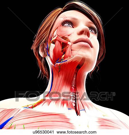Female anatomy, artwork View Large Illustration Clip Art - Female anatomy, artwork. Fotosearch