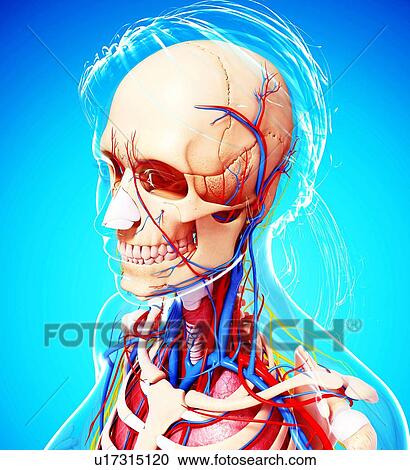 Female anatomy, artwork View Large Illustration Clipart - Female anatomy, artwork. Fotosearch