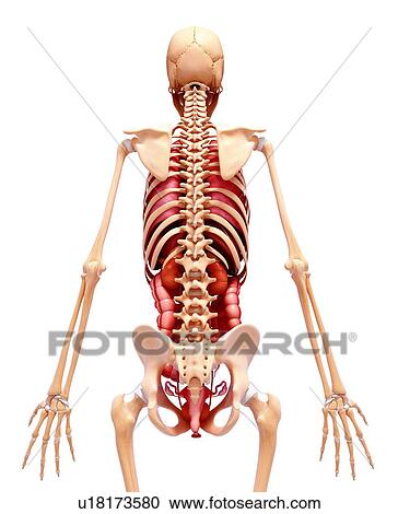 Female anatomy, artwork View Large Illustration Clipart - Female anatomy, artwork. Fotosearch