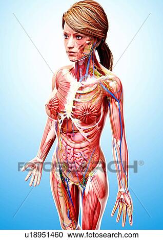Clipart - Female anatomy, artwork. Fotosearch