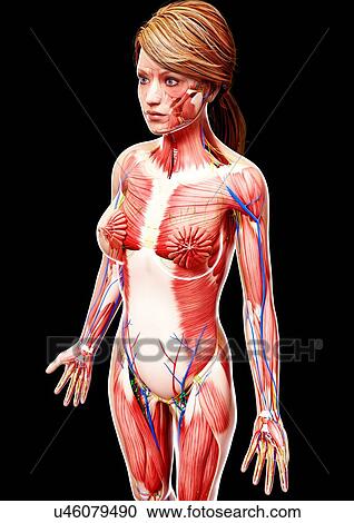 Clipart - Female anatomy, artwork. Fotosearch