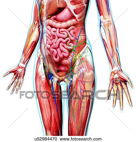 Clipart - Female anatomy, artwork. Fotosearch
