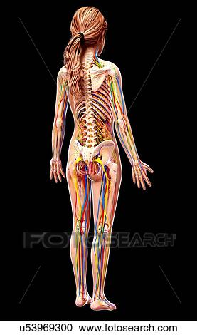 Female anatomy, artwork View Large Illustration Clipart - Female anatomy, artwork. Fotosearch