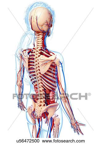 Female anatomy, artwork View Large Illustration Clipart - Female anatomy, artwork. Fotosearch